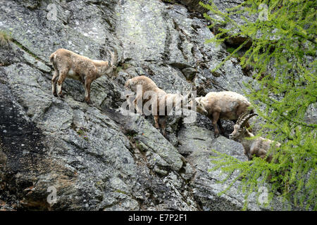 Capricorn, Ibex, mountain nanny goat, cloven-hoofed animal, horns, Bovidae, Boviden, Capra ibex, mountains, animals, wild animal Stock Photo