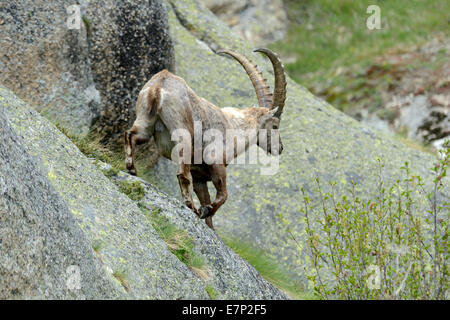 Capricorn, Ibex, mountain nanny goat, cloven-hoofed animal, horns, Bovidae, Boviden, Capra ibex, mountains, animals, wild animal Stock Photo