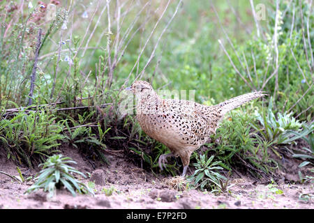 Pheasant, common pheasant, gallinaceous birds, Phasianus colchicus mongolicus, partridges, bird, galliforms, pheasants, partridg Stock Photo