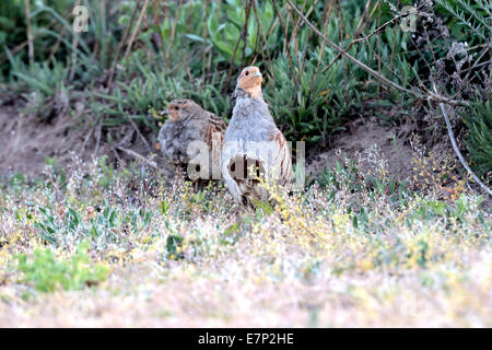 Partridge, Perdix perdix, chickens, hens, gallinaceous bird, wild chickens, bird, Galliformes, partridges, bird, birds, gallinac Stock Photo