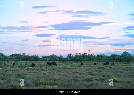 Europe, France, Languedoc- Roussillon, Camargue, bulls, cattle, wetland, animals, Stock Photo