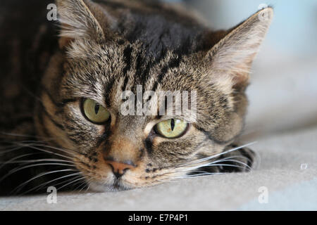 Common mackerel tabby cat close up full face, looking curiously at the viewer Stock Photo