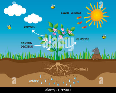 illustration of photosynthesis in plant Stock Photo