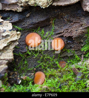 Common Eyelash mushrooms Stock Photo