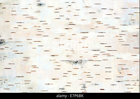 close up of birch tree bark details - background or texture Stock Photo