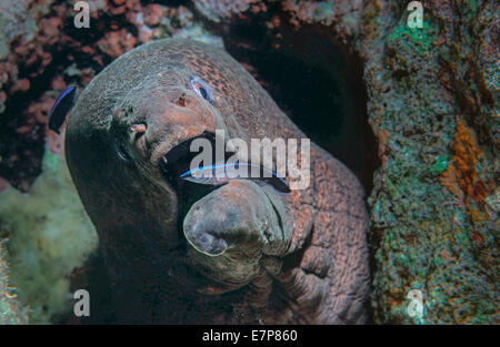 Giant Moray eel (Gymnothorax javanicus) cleaned by Bluestriped Cleaner Wrasses (Labroides dimidiatus), an example of a symbiotic Stock Photo