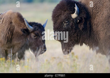 A bull bison (Bison bison) keeps a close eye on a nearby cow during mating season, National Bison Range, Montana Stock Photo