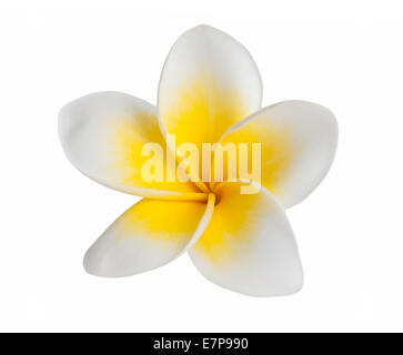 Frangipani flower  isolated on white background Stock Photo