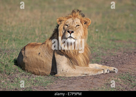 Male Lion lying down and looking up on the Masai Mara Stock Photo