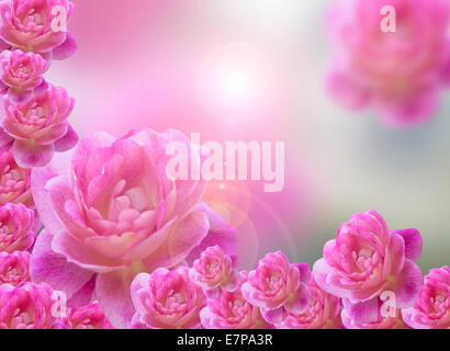 Pink roses background represents the abstract nature of love. Stock Photo