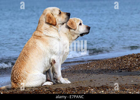 yellow labradors at the sea in summer Stock Photo - Alamy