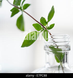 Oregano in bottle Stock Photo