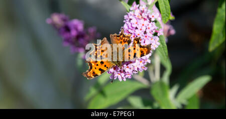 A Comma Butterfly Feeding on a Purple Buddleja Flower on Nectar in a Cheshire Garden England United Kingdom UK Stock Photo
