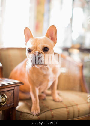 Portrait of French bulldog sitting in armchair Stock Photo