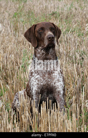 The portrait of German Short-haired Pointing Dog Stock Photo