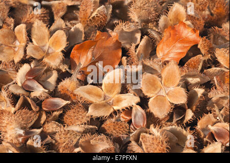 masses lots of dried ripe fallen beech tree seed pods kernels on forest floor first signs of autumn the fall Stock Photo