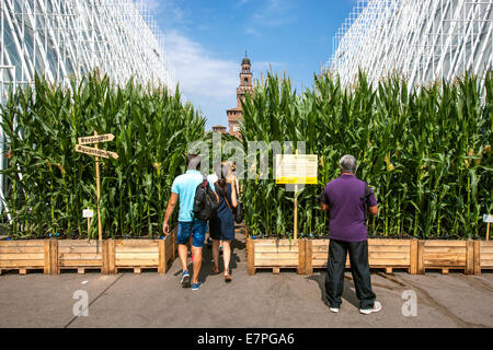 Milan, Expo 2015, EXPOGATE, Fair Universal, Sforzesco castle, city, gate, infopoint, signpost, corn flower beds, people, Italy Stock Photo