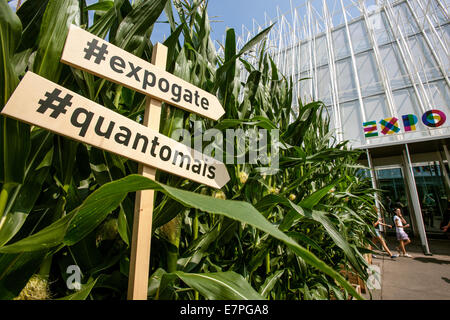 Milan, Expo 2015, EXPOGATE, Fair Universal, Exposition, gate, infopoint, signpost, quantomais, corn flower beds, Lombardy, Italy Stock Photo