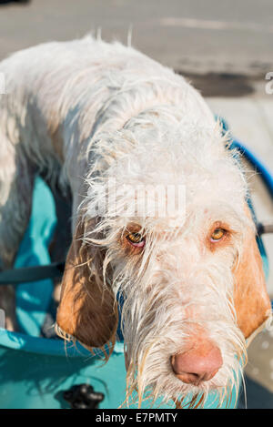 A Spinone Italiano dog gets a bath at the Fall Roundup Cluster in Helena, Mont. Stock Photo