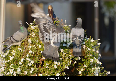 Pigeons on a hanging basket, Rynek (Main Square), Krakow, Poland Stock Photo