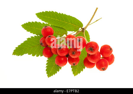Red mountain ash or rowan berries isolated on white background Stock Photo