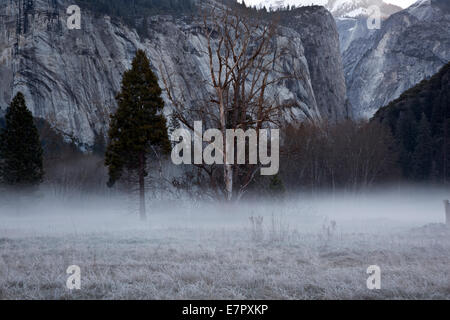 CA02288-00...CALIFORNIA - Early morning mist on a frosty meadow in Yosemite Valley; Yosemite National Park. Stock Photo