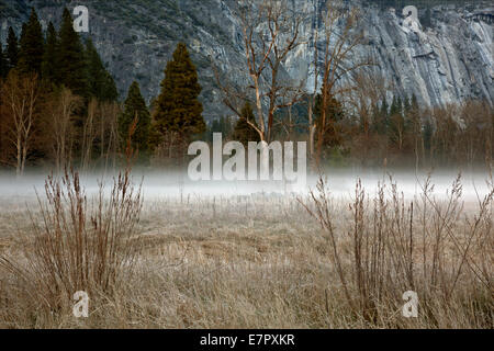 CA02289-00...CALIFORNIA - Early morning mist on a frosty meadow in Yosemite Valley; Yosemite National Park. Stock Photo