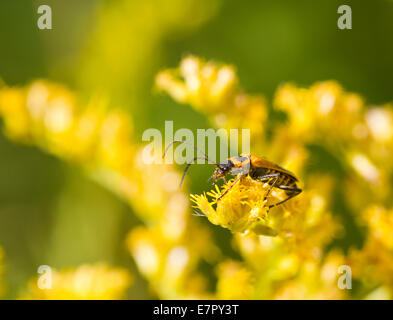 Soldier beetle on goldenrod (Chauliognathus pensylvanicus) Stock Photo