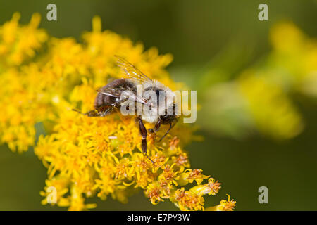 Common eastern bumble bee (Bombus impatiens) on flower Stock Photo