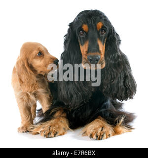 portrait of a  purebred puppy and adult english cocker in a studio Stock Photo
