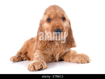 portrait of a  purebred puppy english cocker in a studio Stock Photo