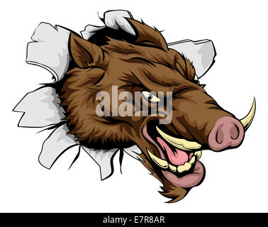 A cartoon mean Boar sports mascot bursting out of the wall or background Stock Photo