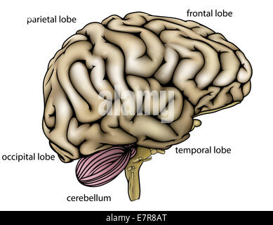 An illustration or anatomy diagram of an anatomically correct human brain from the side with different sections labelled Stock Photo