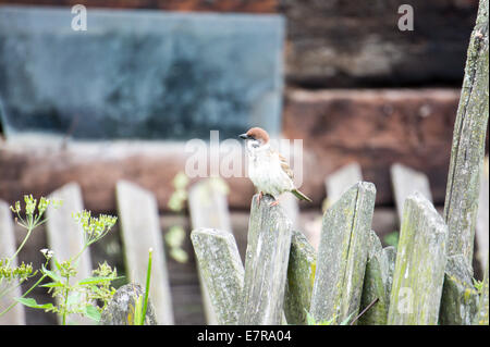 Eurasian tree sparrow (Passer montanus) perching on wooden fence in rural settings Stock Photo