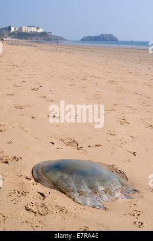 a giant barrel, or dustbin-lid, jellyfish (Rhizosstoma octopus), washed up on South Beach, Tenby, Pembrokeshire, Wales Stock Photo