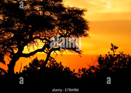 Botswana private safari only the best ! Sunrise orange glow over the Okavango Delta landscape picture Stock Photo