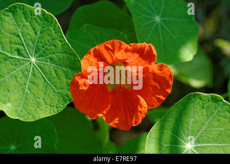 Tropaeolum majus (garden nasturtium, Indian cress or monks cress) is a flowering plant. Stock Photo