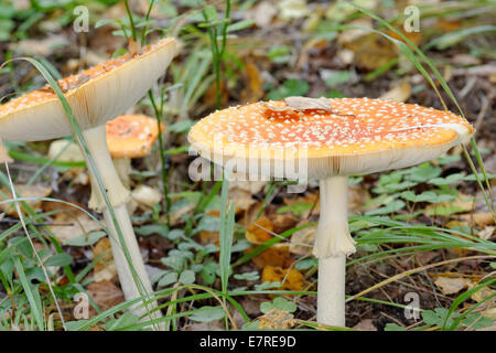 Amanita muscaria, commonly known as the fly agaric or fly amanita, is a poisonous and psychoactive basidiomycete fungus.