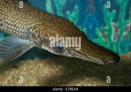 Spotted gar (Lepisosteus oculatus), a primitive freshwater fish, Lepisosteidae, North America fishes Roberto Nistri aquarium aqu Stock Photo