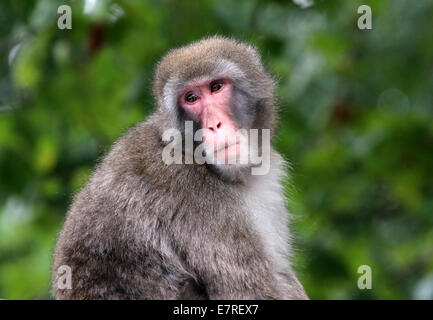 Japanese macaque or Snow monkey (Macaca fuscata) close-up in a natural setting Stock Photo
