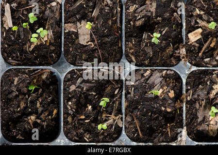 Dwarf blue curled vates Kale, Brassica oleracea, seedlings germinating in black tray. Stock Photo