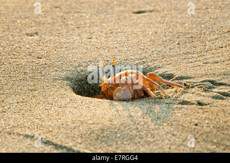 Painted Ghost Crab with Eyes Alert Emerging from Hole in Beach Sand Stock Photo