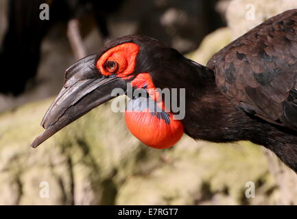 Southern ground hornbill (Bucorvus leadbeateri, formerly B. Cafer) close-up of the head Stock Photo