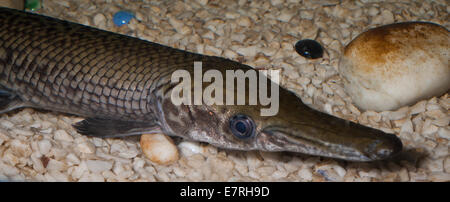Spotted gar (Lepisosteus oculatus), a primitive freshwater fish, Lepisosteidae, North America fishes Roberto Nistri aquarium aqu Stock Photo