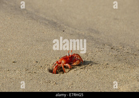 Painted Ghost Crab (Ocypode gaudichaudii) emerges from Hole in Sand Stock Photo