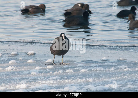 A Coot (Fulica atra) walking on ice Stock Photo