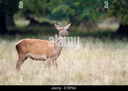 female red deer (Cervus elaphus) on a meadow Stock Photo
