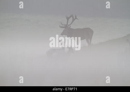 Red Deer (Cervus elaphus) in autumn on a foggy day. Stock Photo