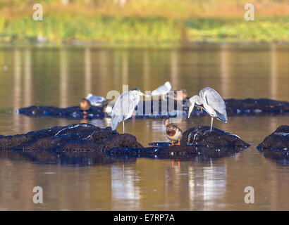 Grey Herons and Mallard, Ardea cinerea, Anas platyrhynchos Stock Photo