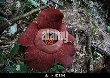 World largest flower, the Rafflesia in the Cameron Highlands, Malaysia Stock Photo